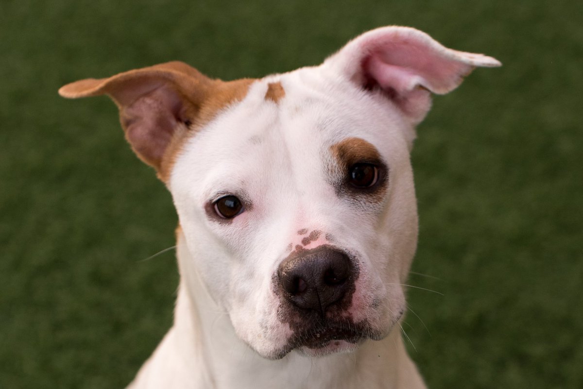 PeninsulaHumane's tweet photo. Emma is our Pet of the Week!
A gentle soul looking for her forever home. This 1 year-old female spayed Pit Bull Terrier is sure to soften your heart with her easy going &amp; loving style. Emma is essentially a best friend and wise therapist rolled into one.  Ask for Emma ID# A834960 https://t.co/ts7qmEyY82
