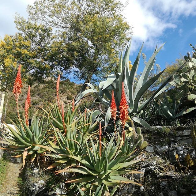 lafrancesca1961's tweet photo. In attesa della passeggiata naturalistica di sabato 10 marzo...
Waiting for botanical walk on March 20th
https://t.co/McrvBLCMiv
#lafrancescaresort #cinqueterre #bonassola #levanto #festadelladonna #passeggiatabotanica #botanicalwalk https://t.co/hKe30qGORw https://t.co/C4vWFdXaLh