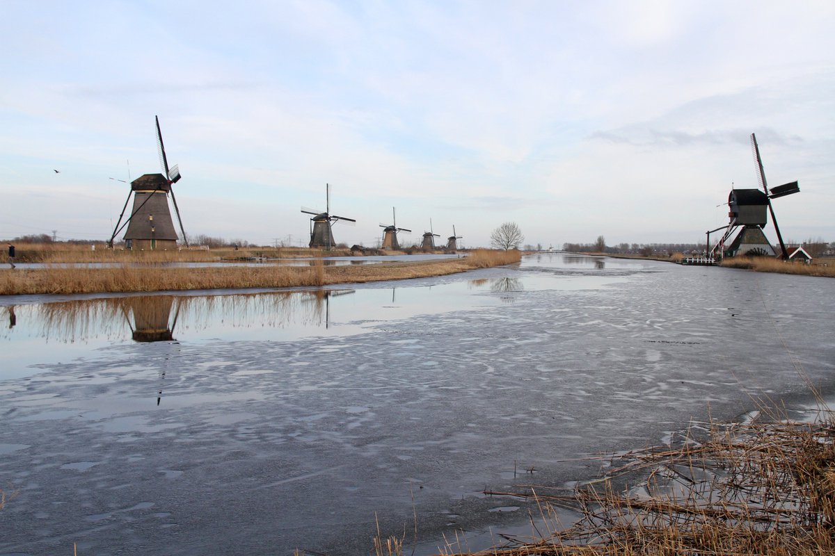 De #RussischeBeer is helaas weer het land uit. Bij de molens van Kinderdijk en Alblasserdam ligt op sommige plekken nog een heel dun laagje ijs. De molenaars malen intussen alweer. #GeenMolentocht
