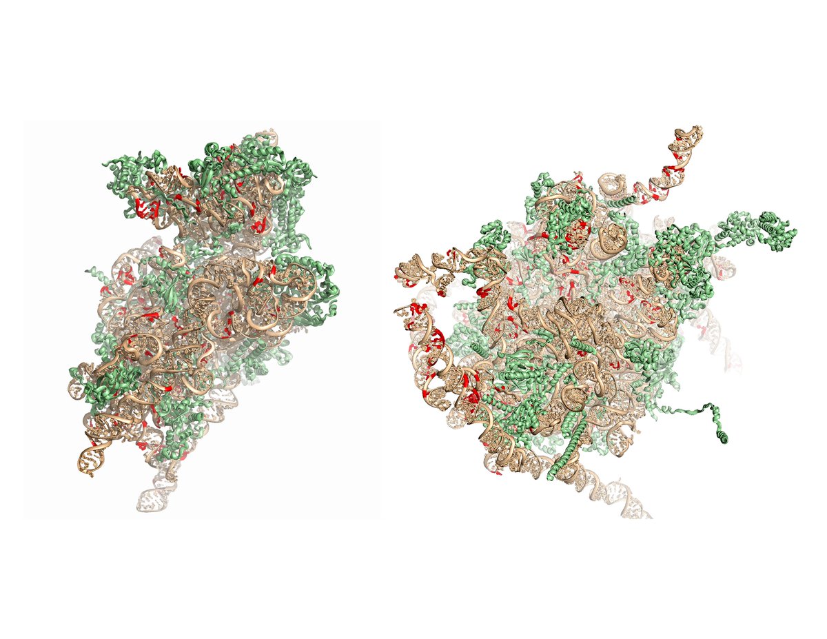 In a new <a href="/ScienceAdvances/">Science Advances</a> study, <a href="/TheBlanchardLab/">Scott C Blanchard</a> and team found that each person contains a wide variety of #ribosomes. Study suggests that genetic variation of rDNA may affect the way proteins are built, linking to developmental disorders. bit.ly/2oJo51k
