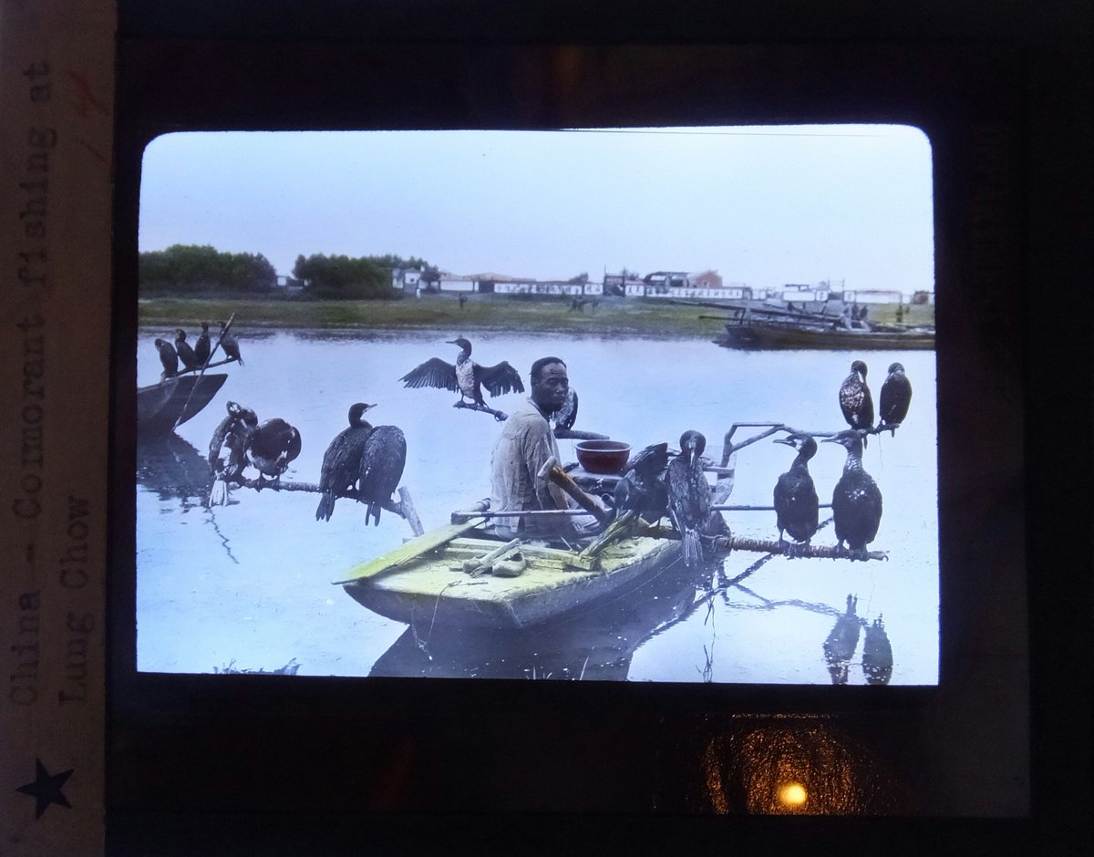 PA_MoPH's tweet photo. Cormorant fishing in China. These Magic Lantern slides are roughly 2x3 inches but contain incredible detail and color when you look close.
#photoantiquities #photography #magiclantern #magiclanternmonday #fishing https://t.co/p5OFbY7gti