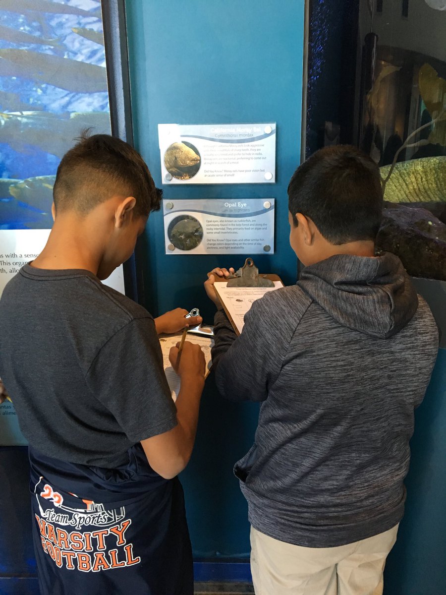 The Juarez-Lincoln students are eagerly finding information to complete the scavenger hunt at the Living Coast.