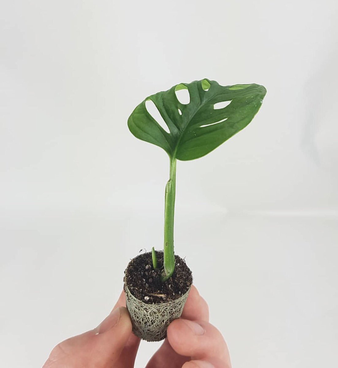 Did you know? We plant a tree for every service 🌱