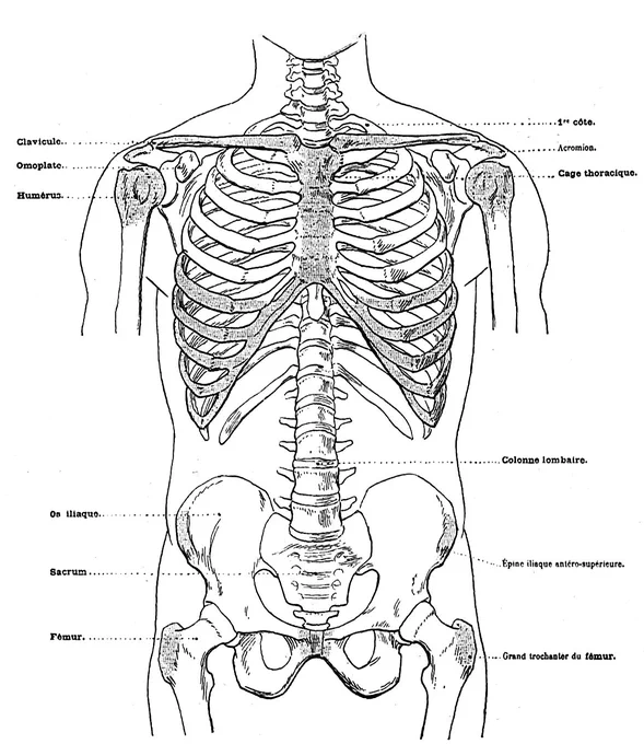 体表に近い骨の部分(添付図、灰色の部分)は、痩せ型では出っ張り、筋が発達した人では窪む。体型は千差万別でも、構造はだいたい同じ。 