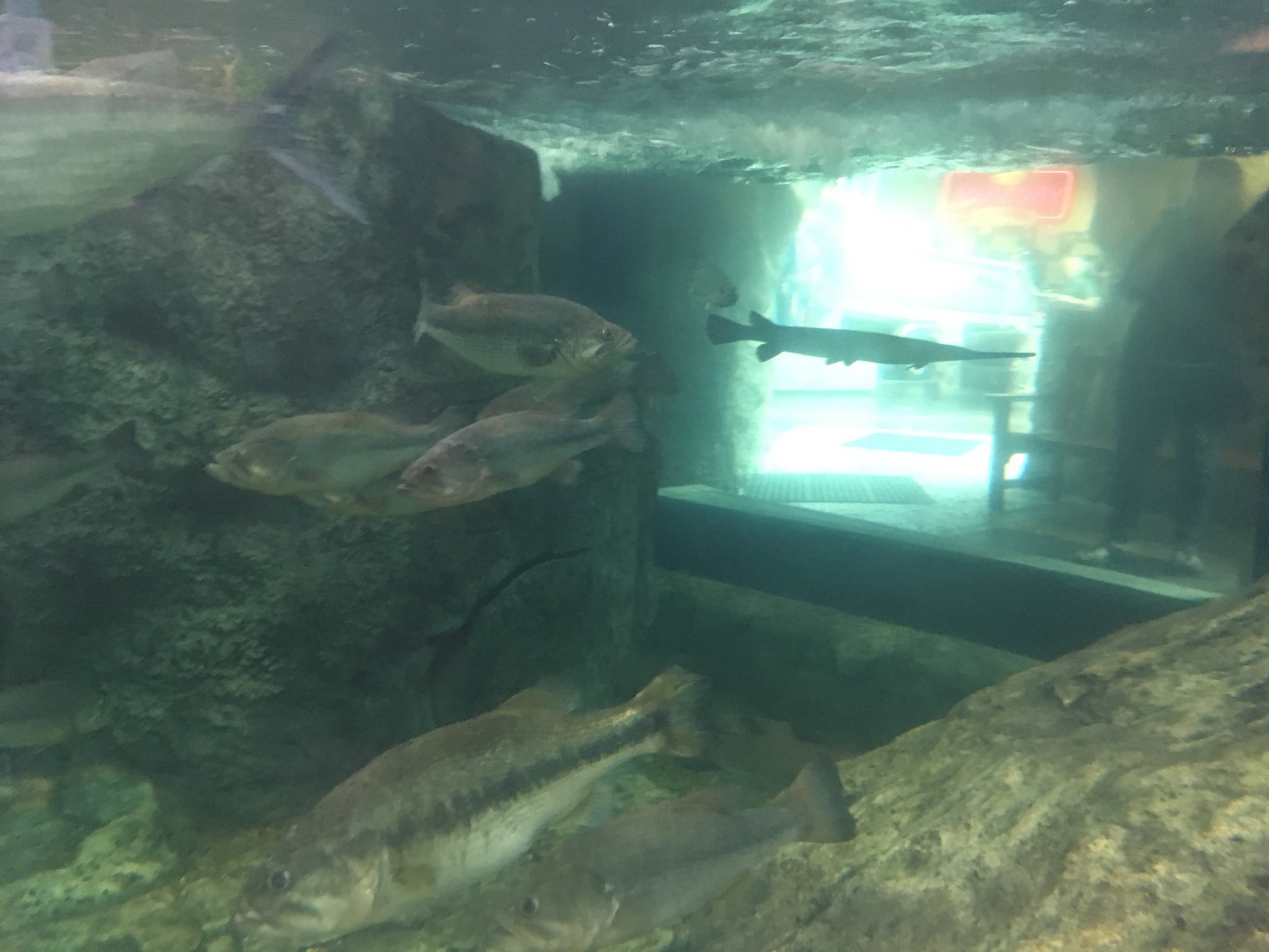 はっさく バスプロショップにあった水槽 バスの飼育に許可がいらないアメリカならではの水槽 T Co Vc6b1w1ghq Twitter