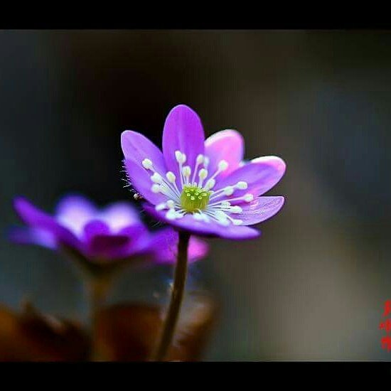 대화를 잘 못하는 사람

운전을 잘 못하는 사람은
운전 중에 브레이크 페달을 자주 밟습니다.

대화를 잘 못하는 사람은
대화 중에 상대방의 이야기를 끝까지 듣지 않고
자신의 이야기로 브레이크를 자주 겁니다.
#혜민스님

#명언 #힐링 #건강 #운동 #음식 #좋은글
