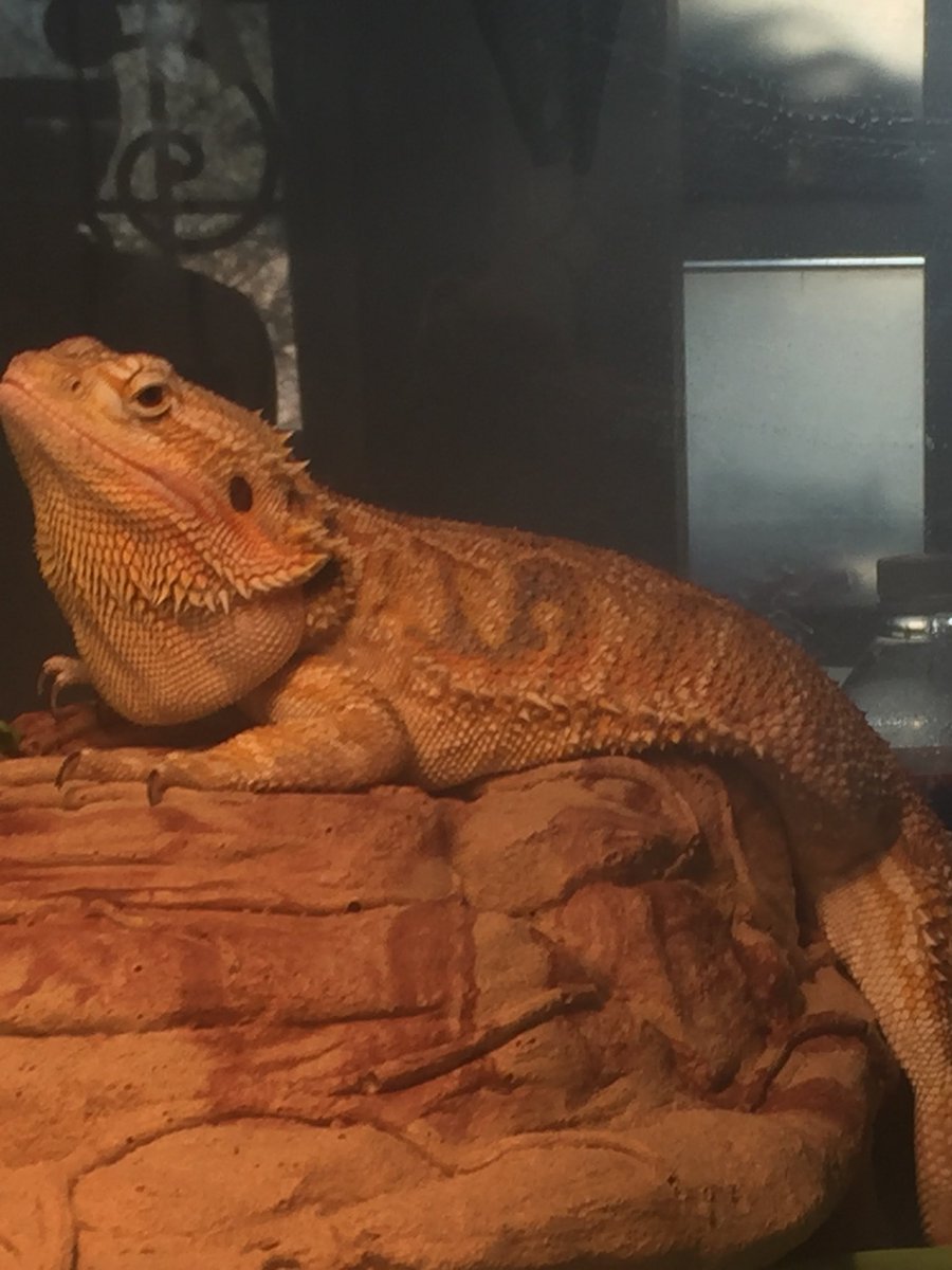 Omgpctech's tweet photo. @JokerReview He’s gonna grow huge so you might as well name him bic boi https://t.co/q1ua7vkyYo