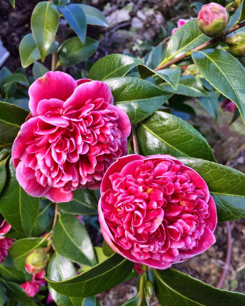 Tesselaar Plants On Twitter Camellia Volunteer Has Stunning Deep Pink Red Flowers Set Against Dark Glossy Green Foliage Camelliavolunteer Camellias Volunteer Flowers Pinkflowers Anthonytesselaarplants Tesselaarplants Garden Gardening