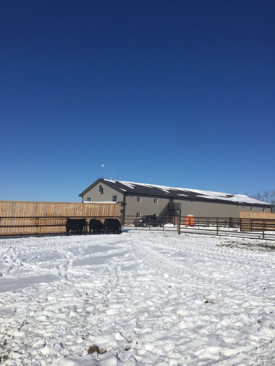 ax74ranch's tweet photo. We all know the bulls are good at Belvin Angus but you will have to come and see this sale barn to believe it. Pictures here won’t do it justice. The bulls looked great today! @cdnangus https://t.co/o8ZnrkPRPH