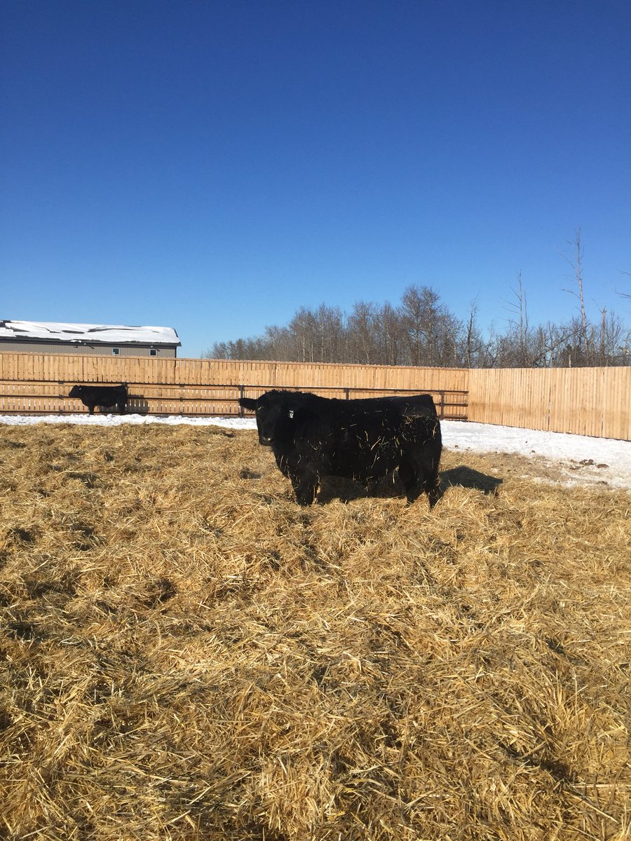 ax74ranch's tweet photo. We all know the bulls are good at Belvin Angus but you will have to come and see this sale barn to believe it. Pictures here won’t do it justice. The bulls looked great today! @cdnangus https://t.co/o8ZnrkPRPH