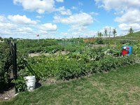 GET READY TO GARDEN 
#VillageatGriesbach has 144 garden plots, available for the public's use each year. The registration date for existing gardeners to renew their garden plot allocation is March 15, 2018.  For more information on public plots 
Contact Bob Fraser: 780-456-0671