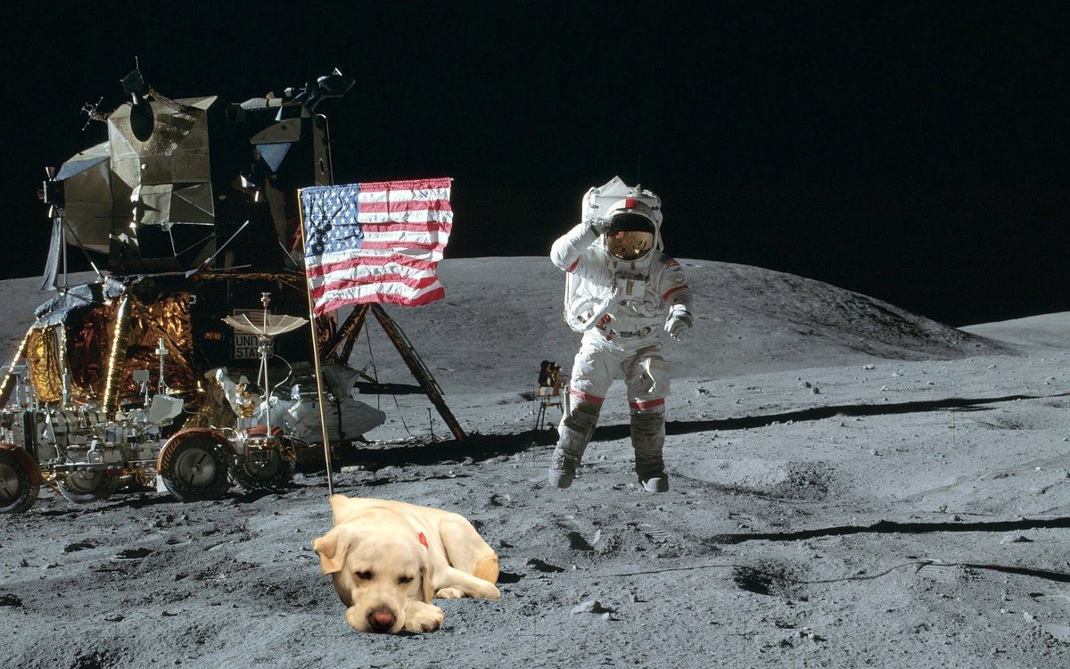 TimMilesDog's tweet photo. not that I’m the most famous dog in history, but....

#Sammy https://t.co/8mOfJNHs4X