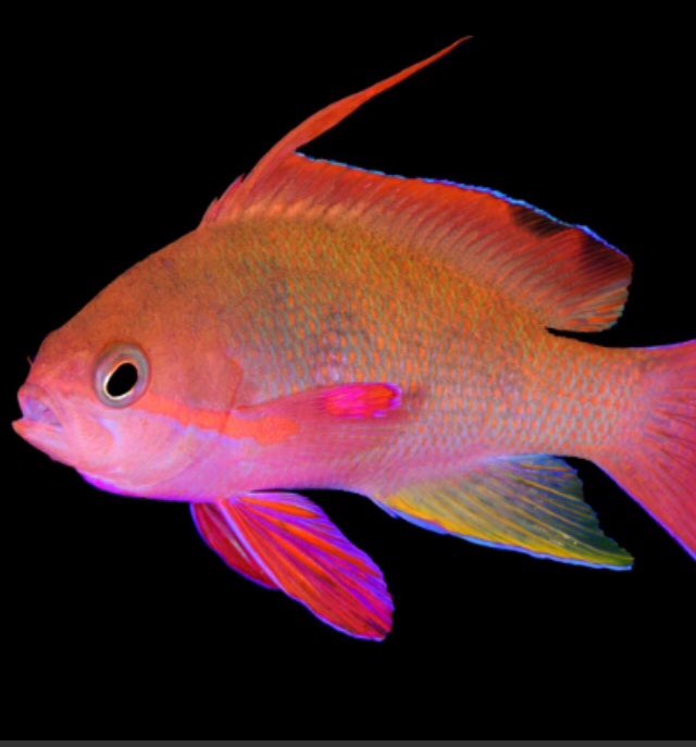 SAVE_FISH_'s tweet photo. What a beautiful creature. Why would anyone want to kill them. Well you can help this little guy. By following us and helping the cause! https://t.co/D850MjrNFV