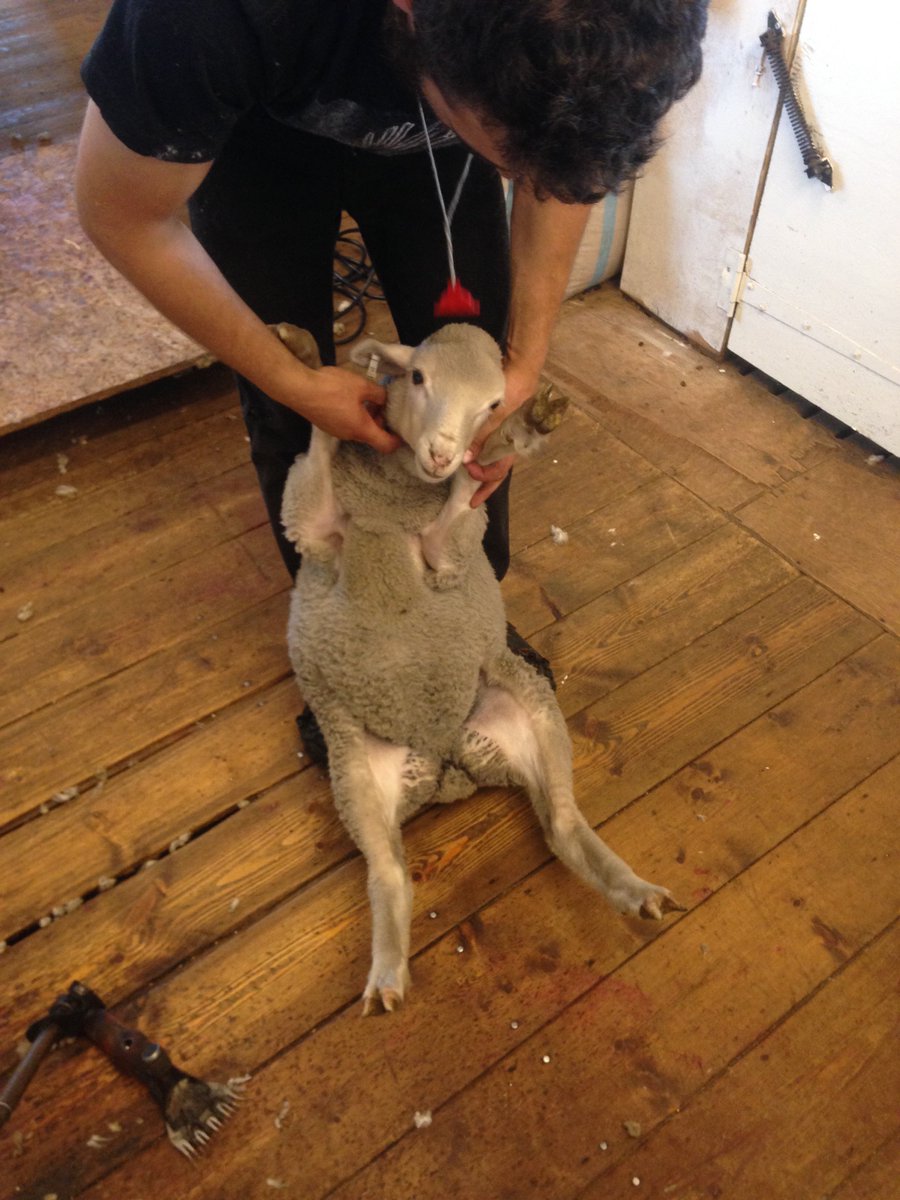 doyle_falklands's tweet photo. weighing and wigging the lambs at weaning, all lambs aged between 3-4 months  #sheep365 #sheep #farm #falklands #farmers https://t.co/df5bEX9gA0