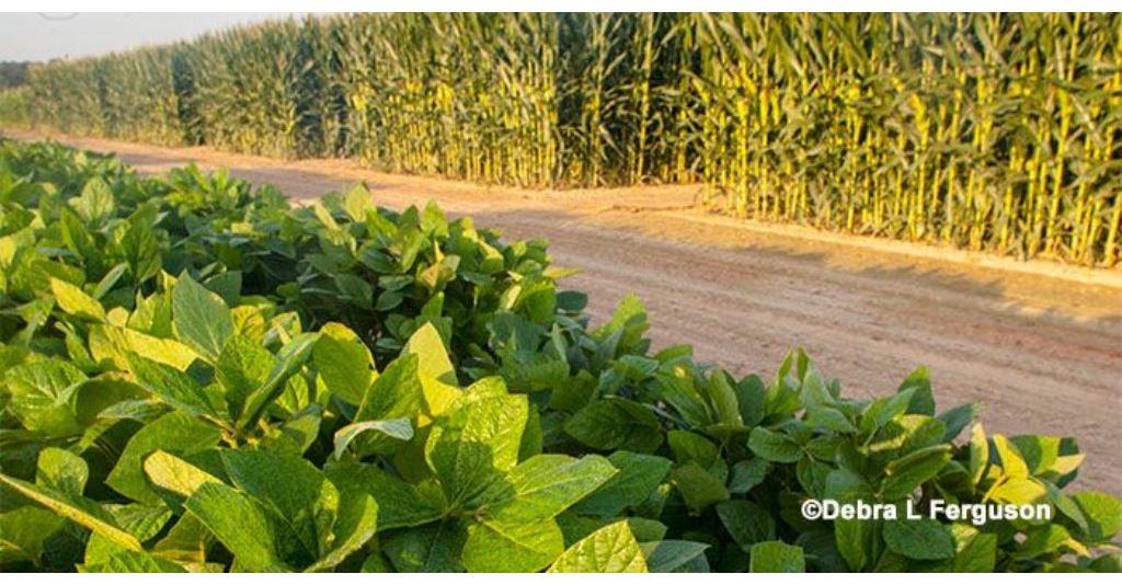 Corn, Soybeans: Crop Insurance Decisions for 2018 rlm.ag/1CQEr9