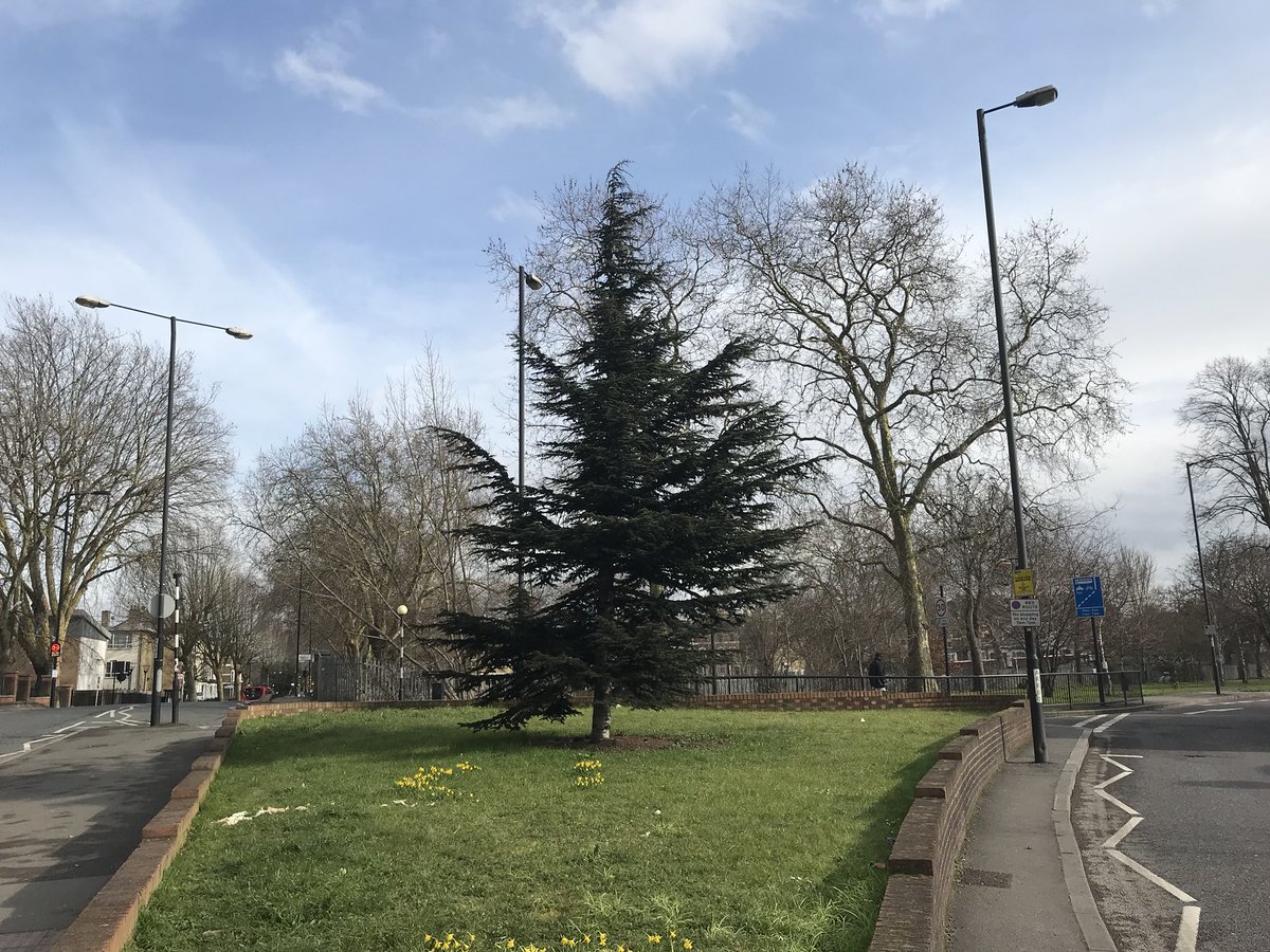 TM_Hackney's tweet photo. The best time to plant a tree is 20 years ago. So we planted this cedar in Stoke Newington in 1998. Itβs going to look great in 2098! 1/5th the the way there already.
#ThinkLong #ThinkTree #TreeWise https://t.co/BbmmeKoIhY