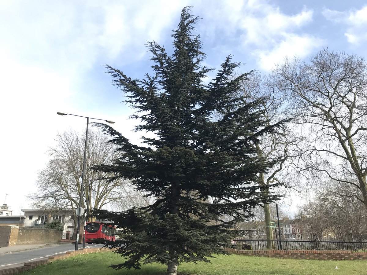 TM_Hackney's tweet photo. The best time to plant a tree is 20 years ago. So we planted this cedar in Stoke Newington in 1998. Itβs going to look great in 2098! 1/5th the the way there already.
#ThinkLong #ThinkTree #TreeWise https://t.co/BbmmeKoIhY