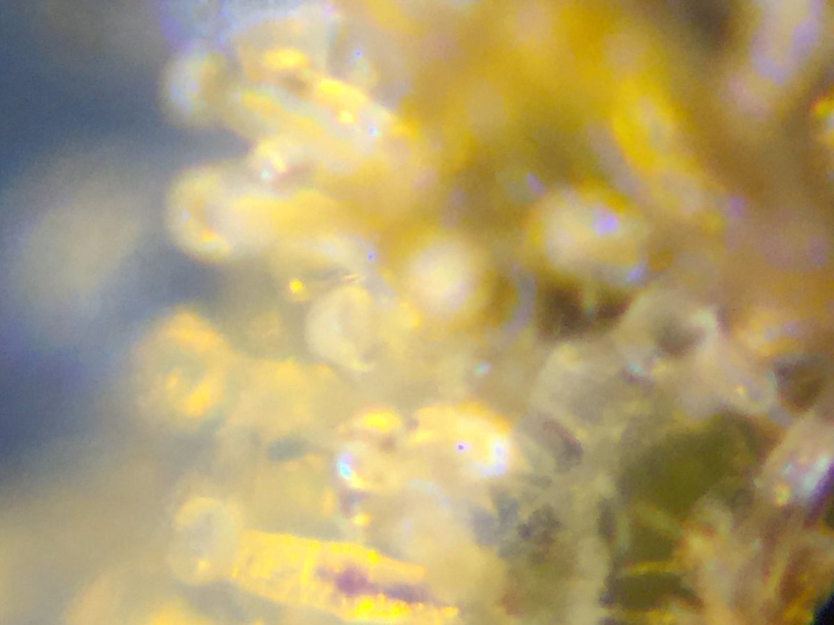 LaboratoriesC's tweet image. Soooo close!!! Sometime this week she’s coming down!! #cannabis #budporn #autoflower