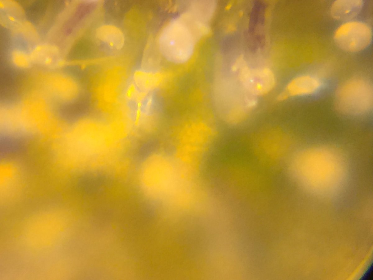 LaboratoriesC's tweet image. Soooo close!!! Sometime this week she’s coming down!! #cannabis #budporn #autoflower