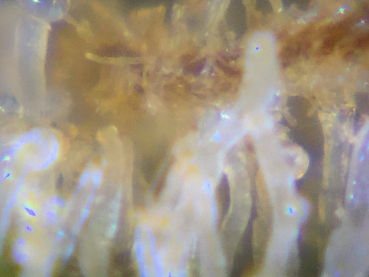 LaboratoriesC's tweet image. Soooo close!!! Sometime this week she’s coming down!! #cannabis #budporn #autoflower