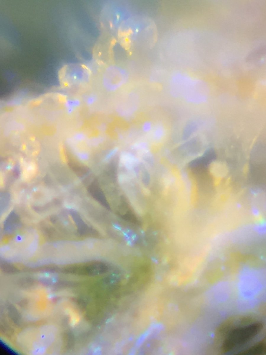 LaboratoriesC's tweet image. Soooo close!!! Sometime this week she’s coming down!! #cannabis #budporn #autoflower