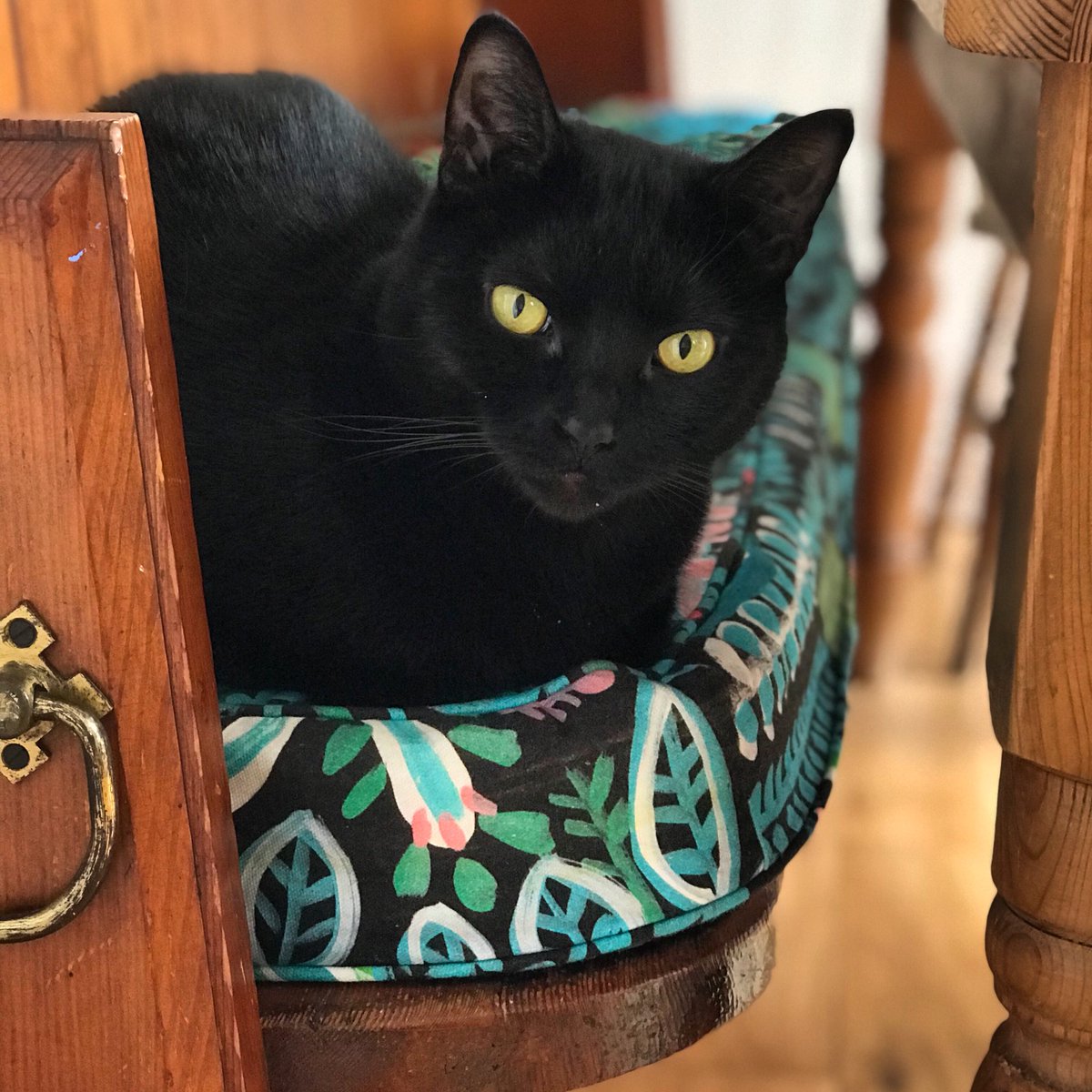 My cat Mo only rushes about when she’s chasing mini eggs rolling across the kitchen floor. Otherwise, she’s pretty chill. I’m inspired 😍 #bemorecat #relaxlikeacat #timetorelax #heywheredidmydaygo