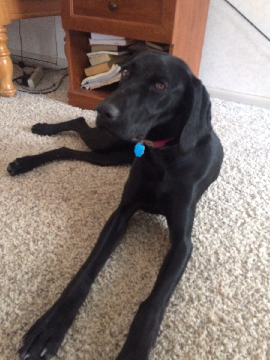 DogWatchTC's tweet image. DogWatch dog Dakota knows what to do on a day like today...