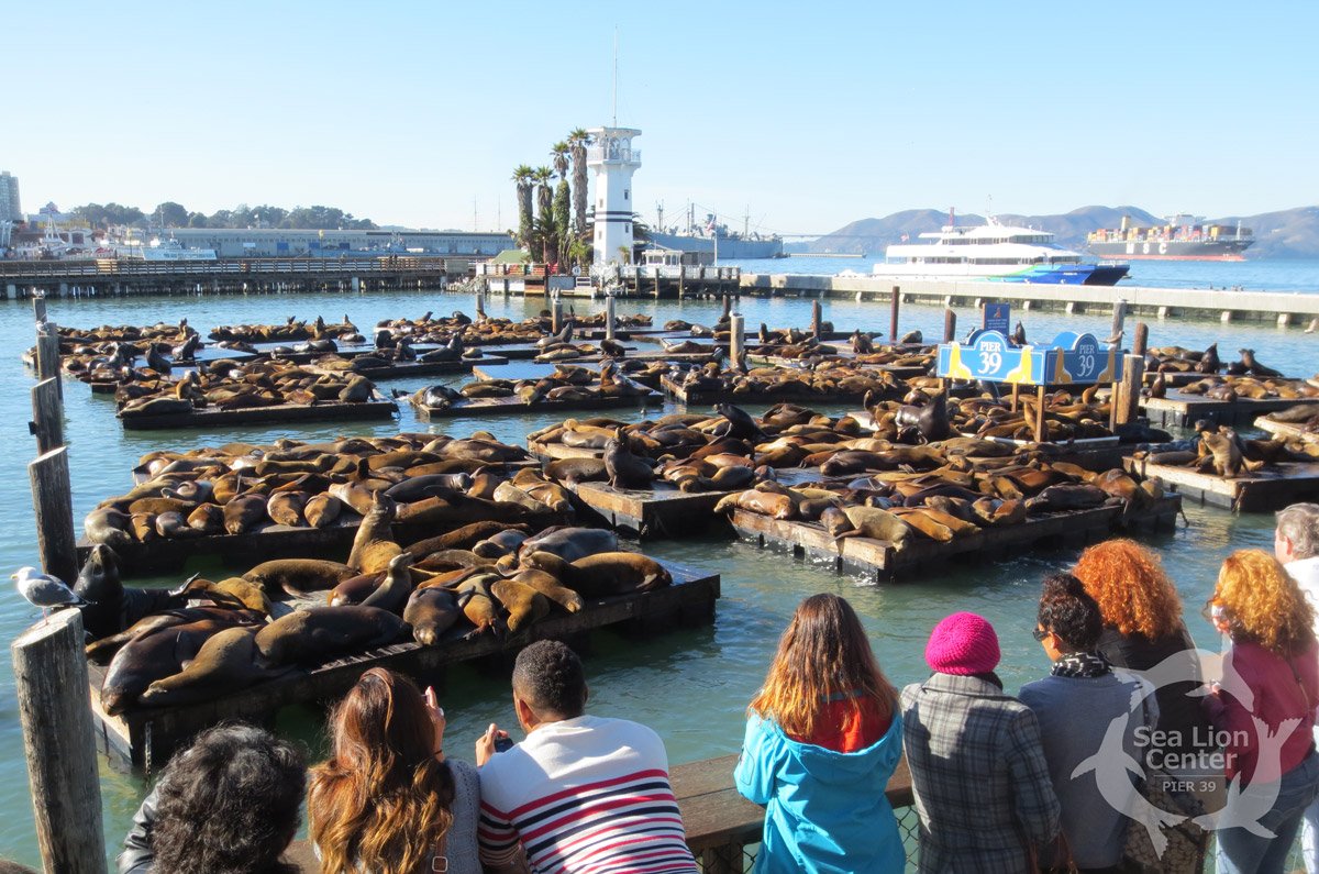 SeaLionCenter's tweet photo. There were 402 Sea Lions on the docks at the end of yesterday! Come see how many there are today. https://t.co/0sIsOdKDeZ