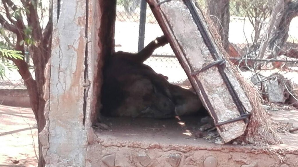 Sol651's tweet photo. SE NOS MUERE LEO En el zoológico Metropolitano del #Zulia se mueren de hambre los animales ante la mirada de una NarcoDictadura Genocida..ya el León no puede ni moverse.. #SalvemosALeo Pidamos que le permitan ser trasladado al exterior y vivir DAR RT https://t.co/xXzqdGqK5f