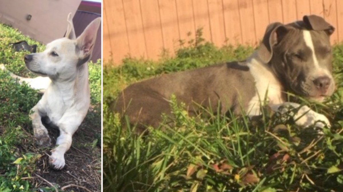The @WMPD411 are looking for 2 dogs stolen from a South Florida home this morning bit.ly/2FhGYm4?utm_so… https://t.co/aeUG6sKD9K