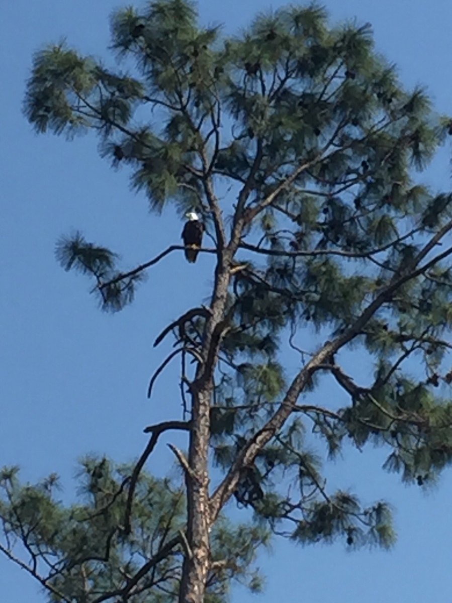 Kann800's tweet photo. Hello Baby War Eagle! π¦
#heisgrowing https://t.co/G1fQanuFM5