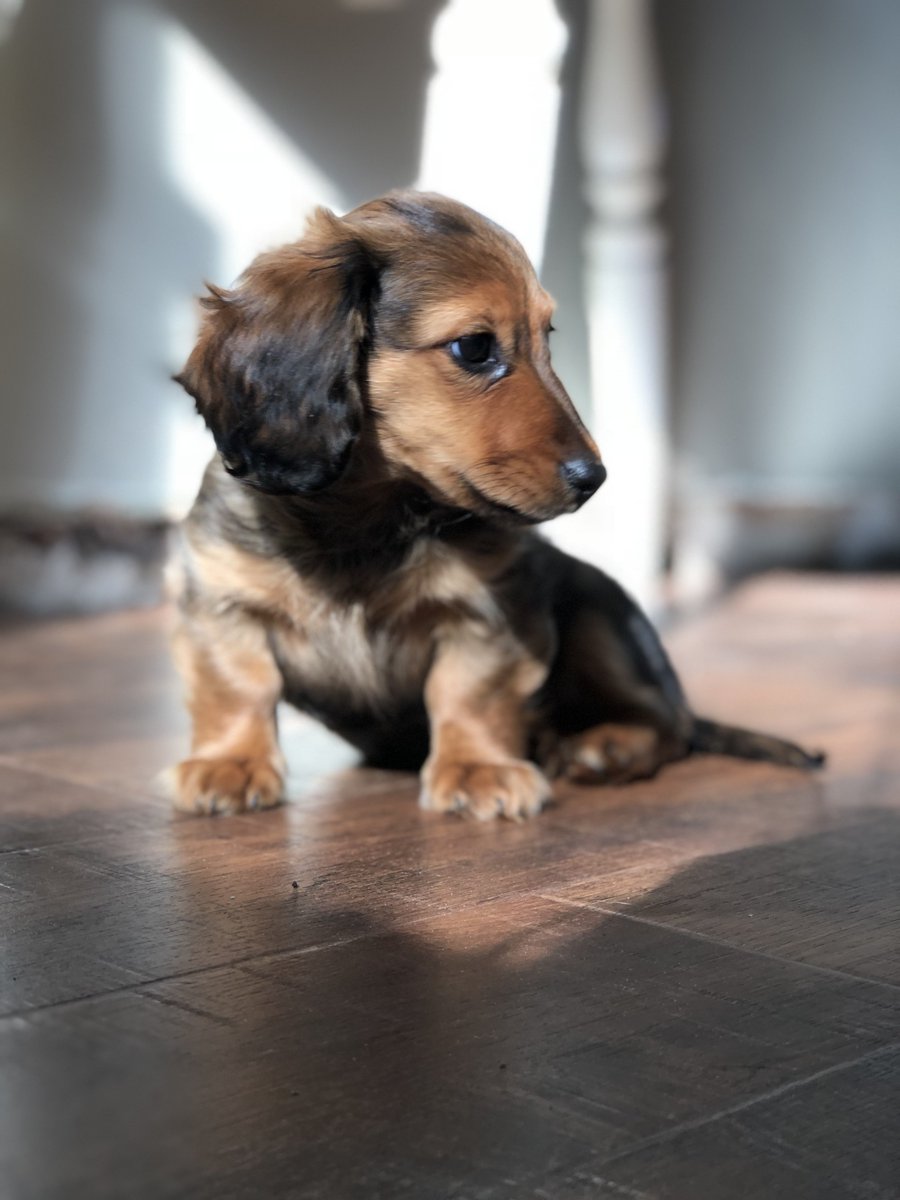 Our little bean 🐶🐾❤️ #dachshund #puppy #love