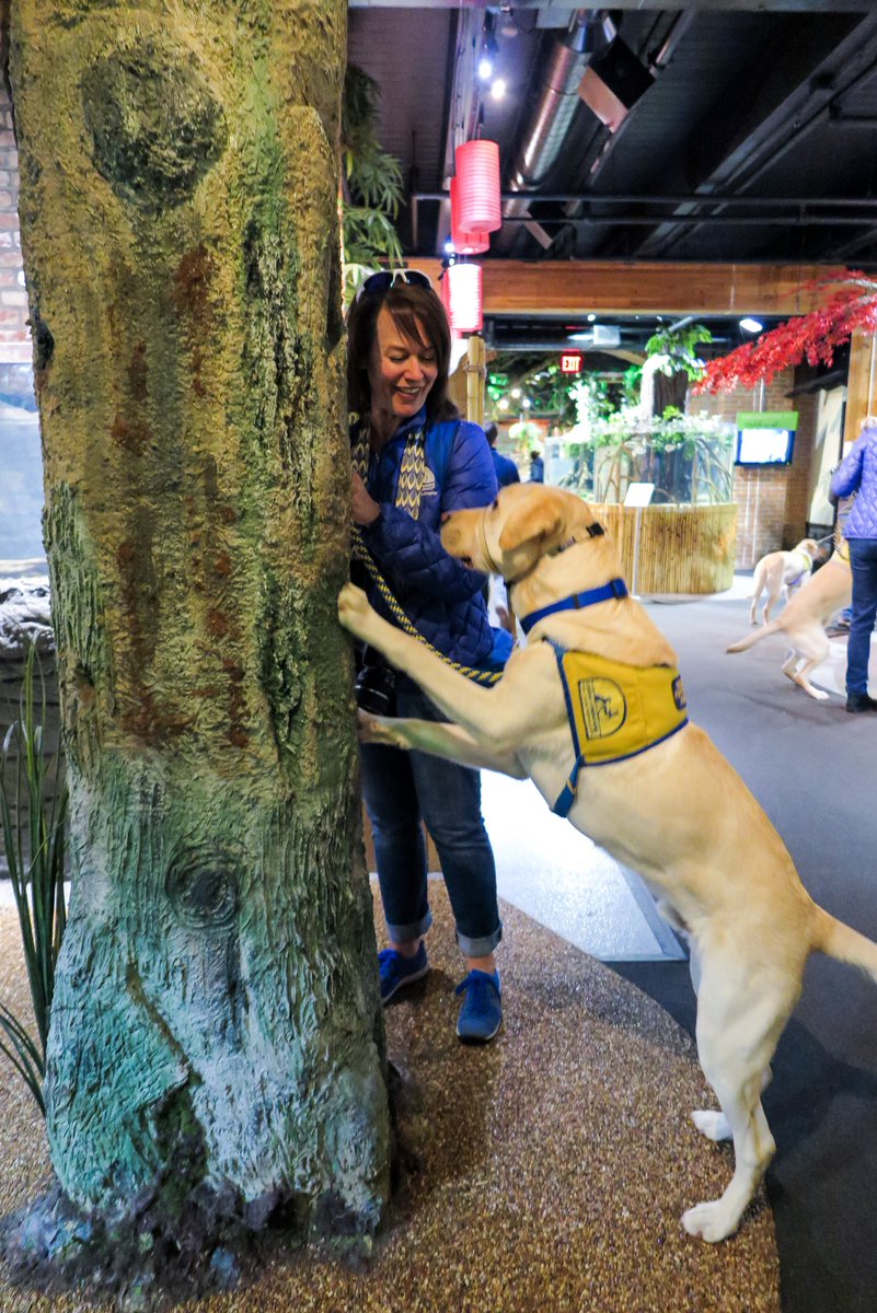 cleaquarium's tweet photo. .@ccicanine, an organization that enhances the lives of people with disabilities by providing highly trained assistance #dogs, visited as part of their basic commands and public space training. https://t.co/F7U1GF1OOG