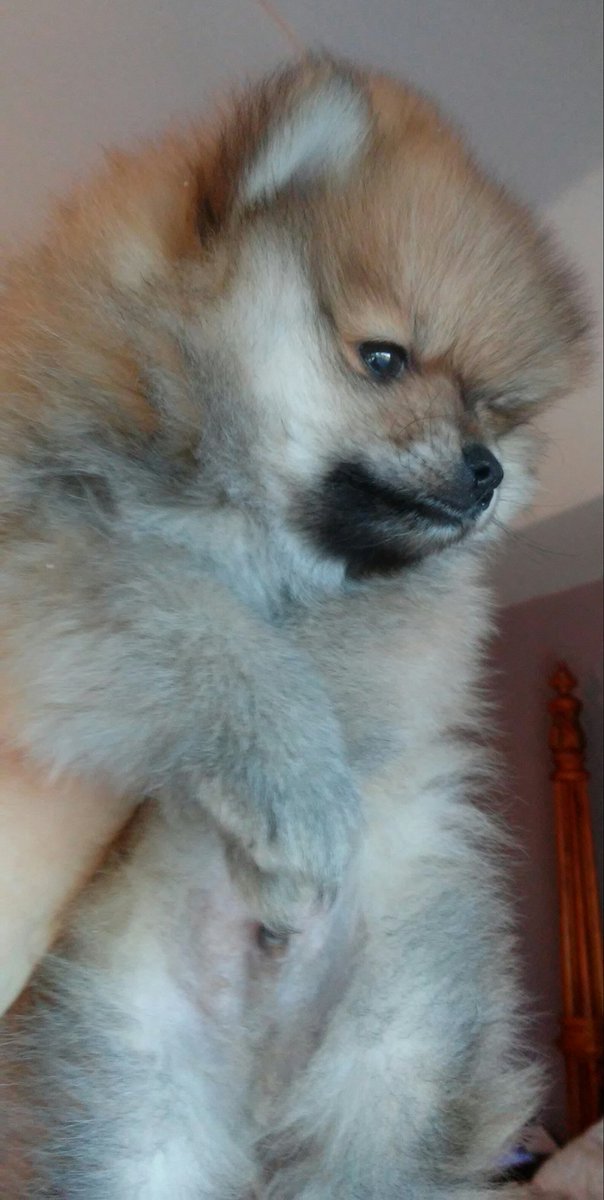 Pouty Pom (@Pouty_Pom) / Posts / X