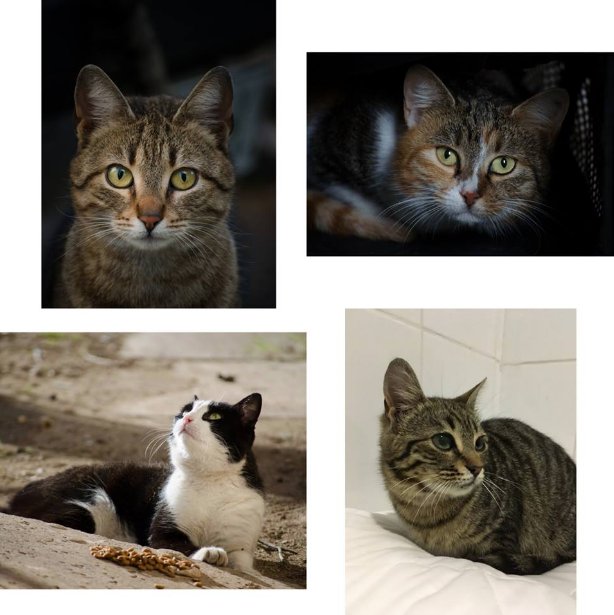 These are my dear girls who used to live on the streets but now are all safe: 3 in our shelter, one (first in the photo) has even found home. More could be saved if there were more donations. paypal.me/kaganovskayazh…