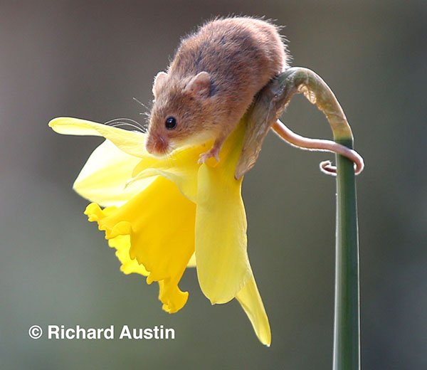 Richard Austin tweet media