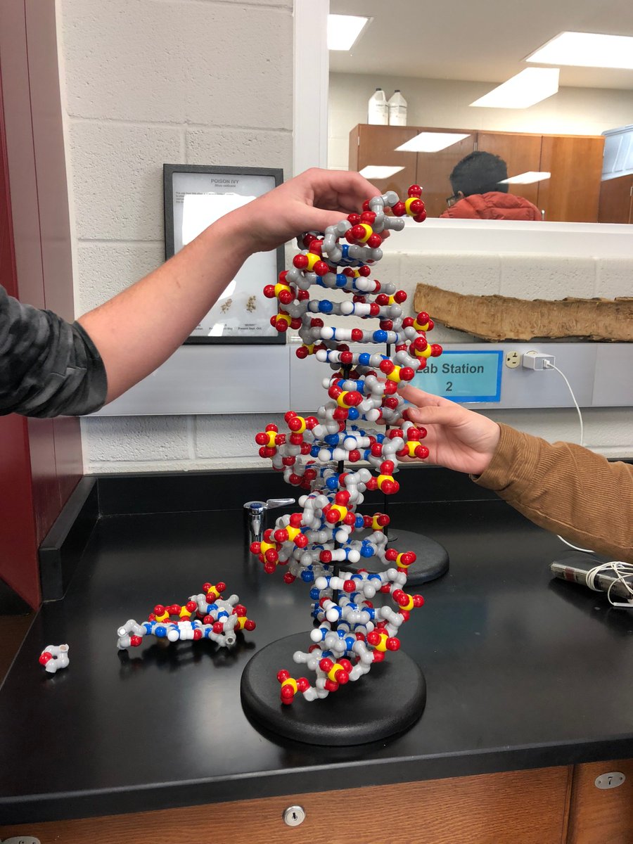 BrownBioNAHS's tweet photo. Just some super cool students building some super cool DNA!! #majorlygroovy #minorlygroovy #nucleotideordie #MsMThisIsHard https://t.co/K9Ne5vB8JV