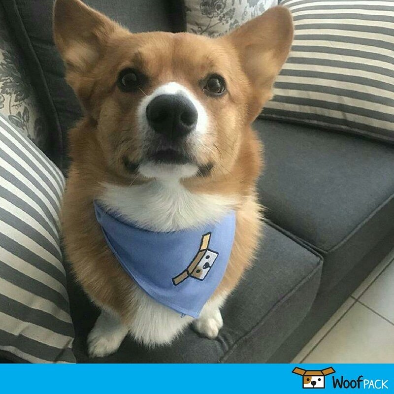 WoofPackMx's tweet photo. Kenobi se ve guapísimo con su bandana que venía en su #MiniWoofPack ¿Apoco no?
https://t.co/VibW0rCJza https://t.co/3Ww24O4SZU