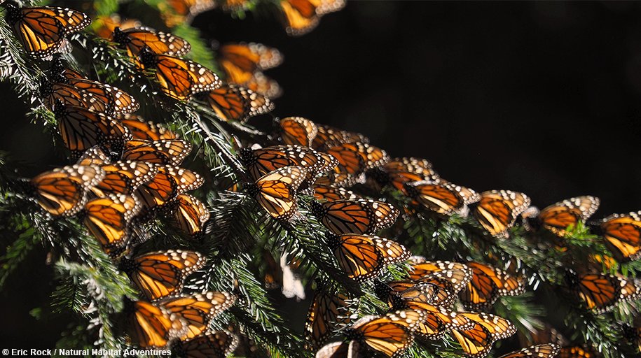 De nombreux #monarques ont échoué à compléter leur migration de 5 000 km vers le Mexique. Pourquoi? Quelques pistes de réponse ici : bit.ly/2tjlNKV
