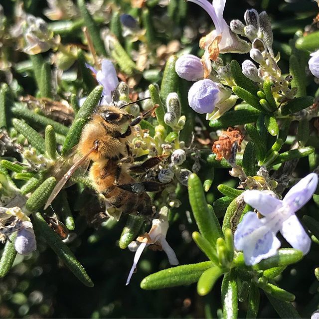 danthephotog's tweet image. Chasing bees 🐝 
#iphonephotography #bees #thisischico ift.tt/2FdQnLE