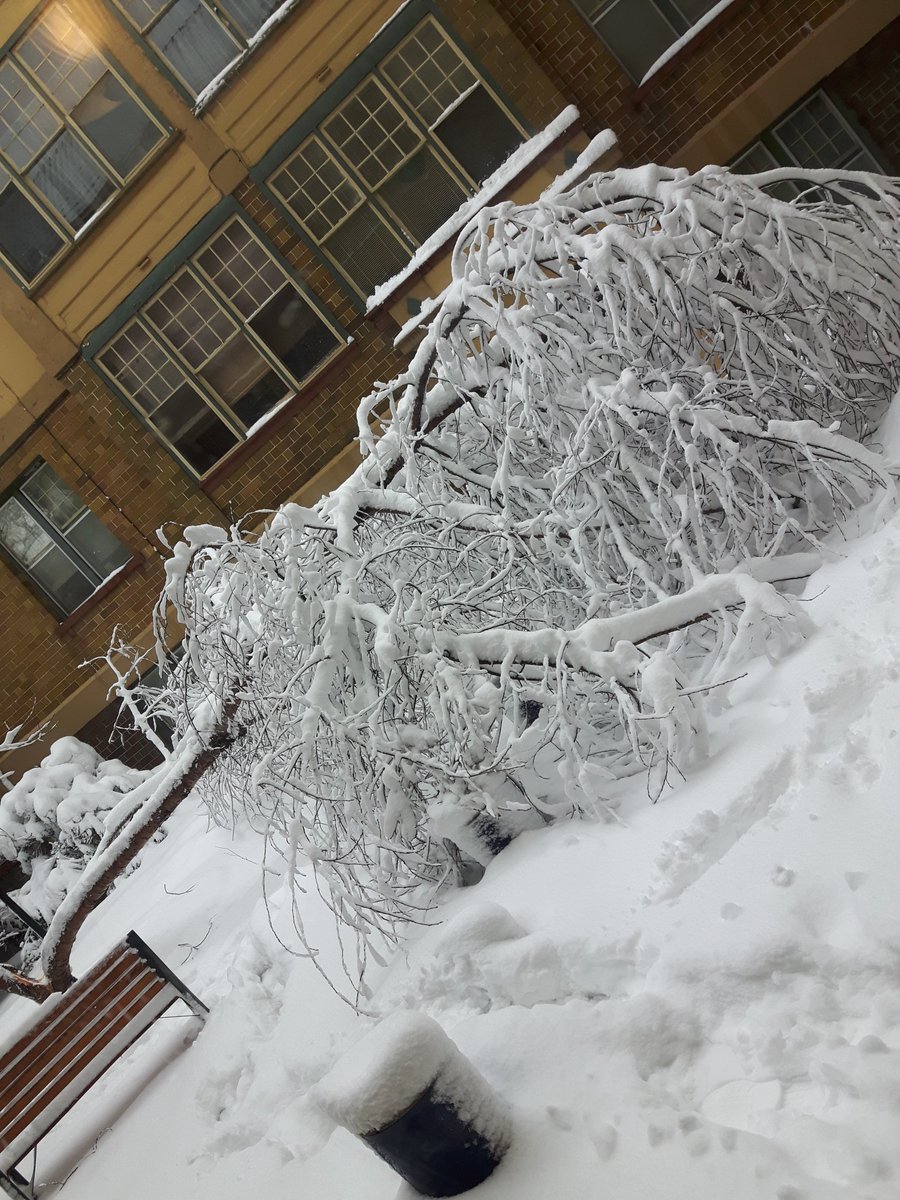 ImTinaKeeper's tweet photo. Compliments of last night's snowfall 🤤🤤🤤 lol https://t.co/LKNnaeIkCI