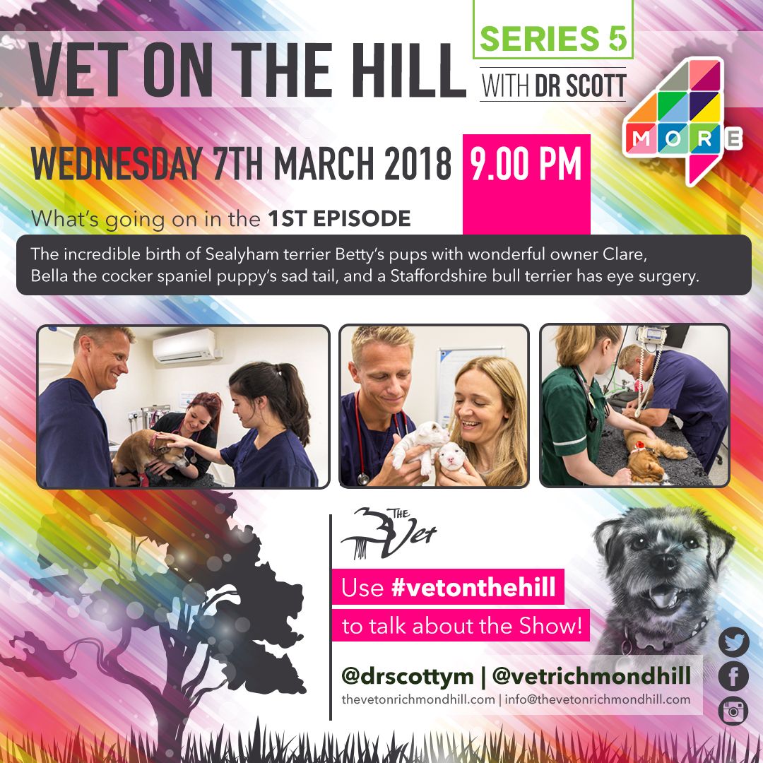 VetOnTheHillHQ's tweet photo. #vetonthehill is back! Please remember we've move to our new timeslot of Wednesday nights at 9pm 🐶 #More4 #thepetsbiz https://t.co/AIN81pkgUc