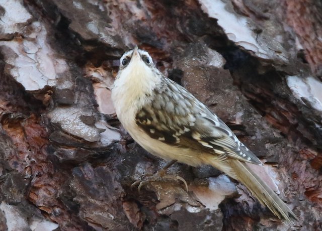 WBUSanDiego's tweet photo. Look at this adorable little bird! Brown creepers are very shy and difficult to find, but what a treat they are to see! Fantastic pictures by C. Jackson, more info and location in the link below.

https://t.co/FVCvcFtKRu

#SanDiego #nature #rare #birds #birding https://t.co/iJrIQtw10X