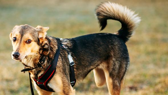 Why You Should Consider “Drastic” Measures for Your Pet’s Cancer buff.ly/2FUBaMy <a href="/DrAndyRoark/">Dr. Andy Roark</a> #pets #pethealth