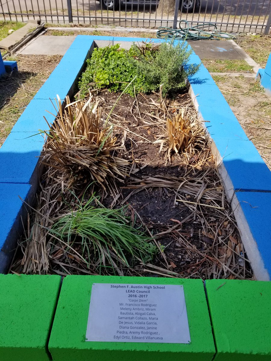 frodriguezart's tweet photo. @AustinMustangs East End Gardens putting in work @CageEl_PCMS
#gardens #hisd #LEADCouncil #legacy. @FincaTresRobles those herbs are tough. https://t.co/3xGwUeIvGt