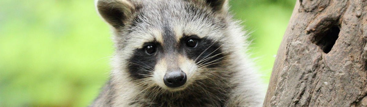 8 animales que no puedes tener en casa buff.ly/2FSQbOY