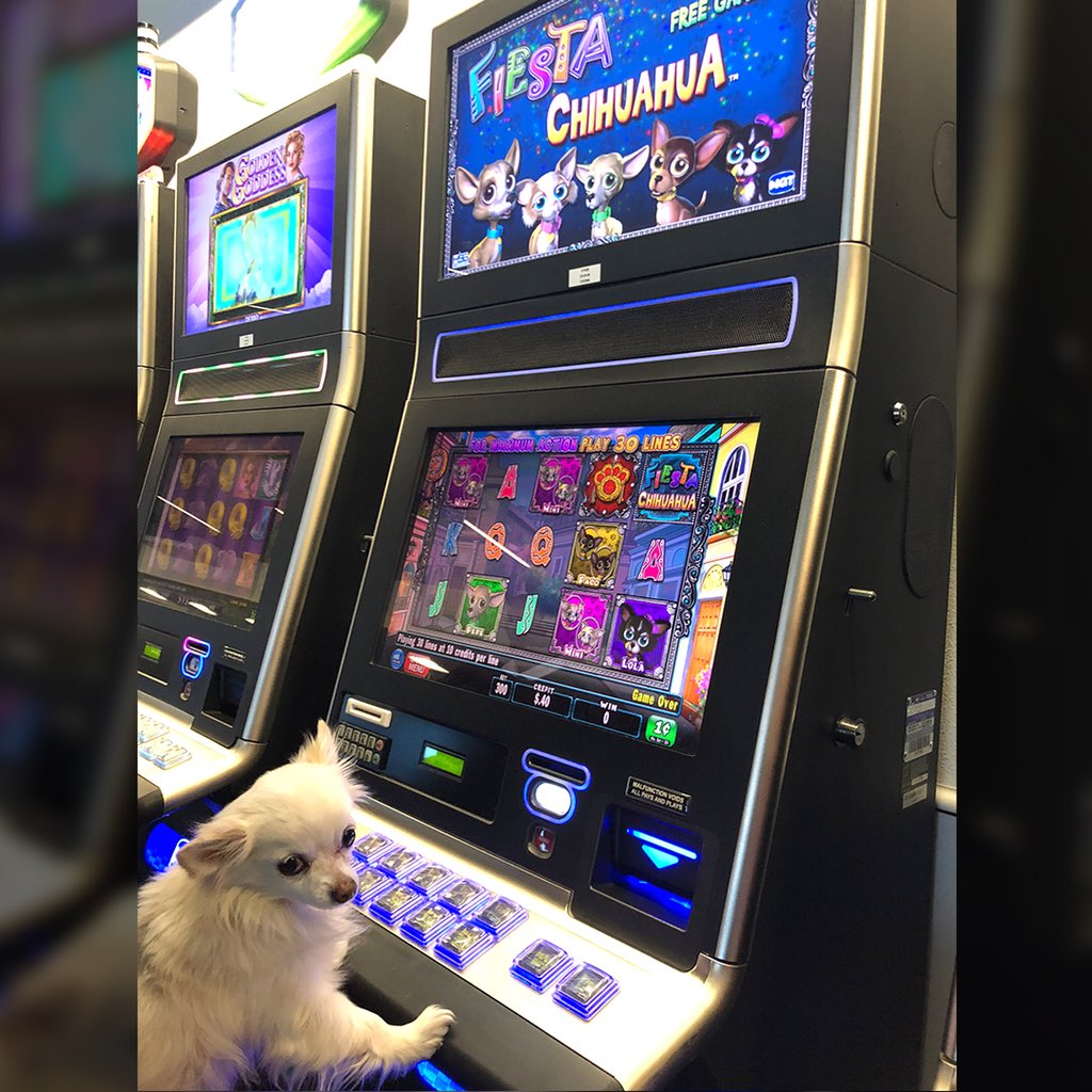 Fiesta Chihuahua - Ohio River Slots