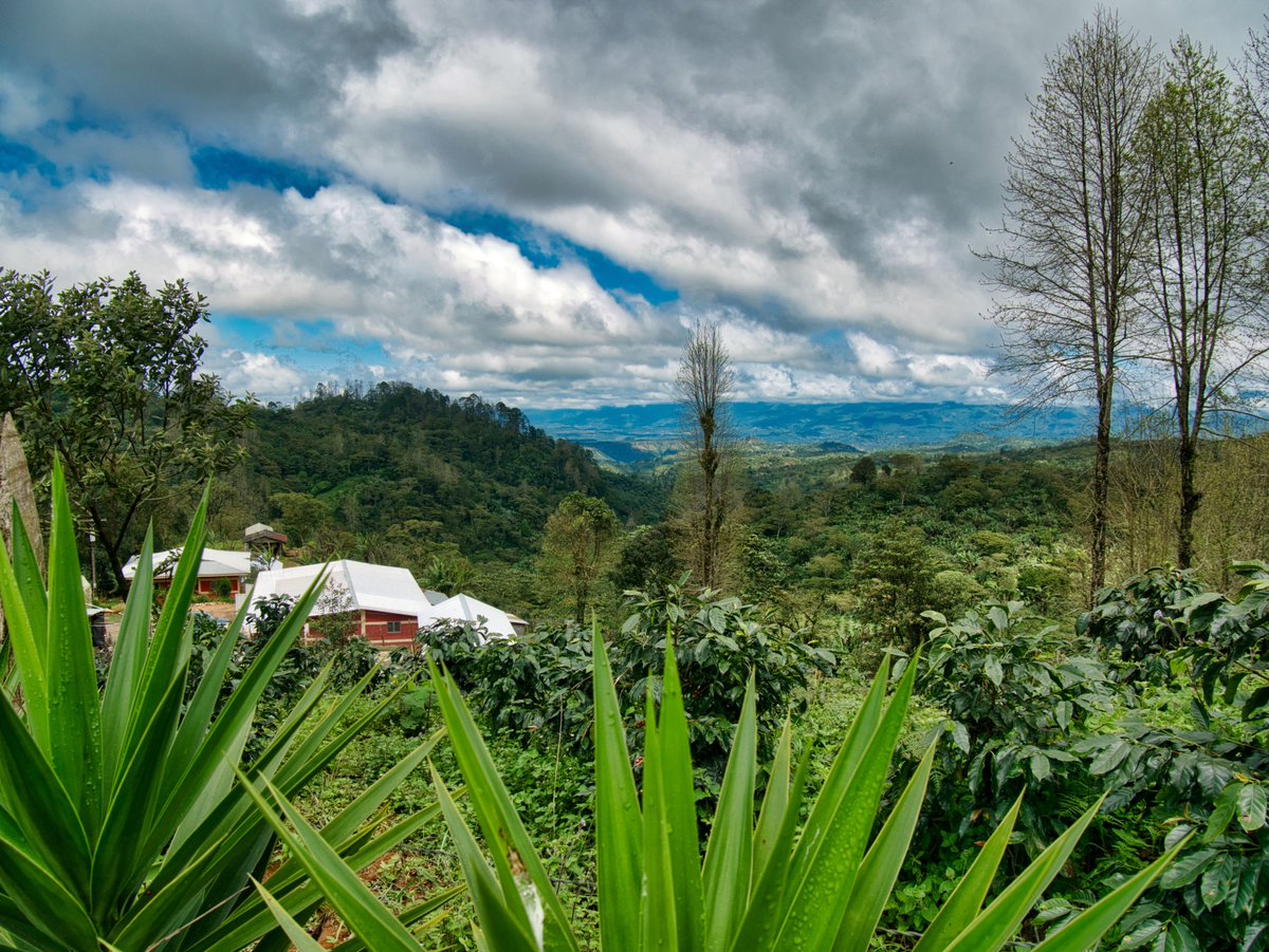 G4Compassion's tweet photo. Our first direct trade relationship is with Legacy Farms Coffee in Honduras! This wonderful coffee produced by outstanding people is ethically grown and tastes absolutely wonderful! Soon we’ll share about the outreach efforts between G4C &amp; LF. #coffee #withconviction https://t.co/sCf8yXdp5P