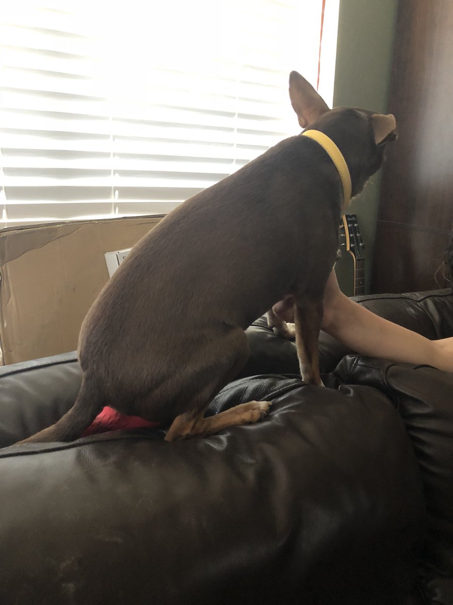 BugattiScotty's tweet photo. I must sit on chicken for it 2 become egg https://t.co/JxHKqpLOrL