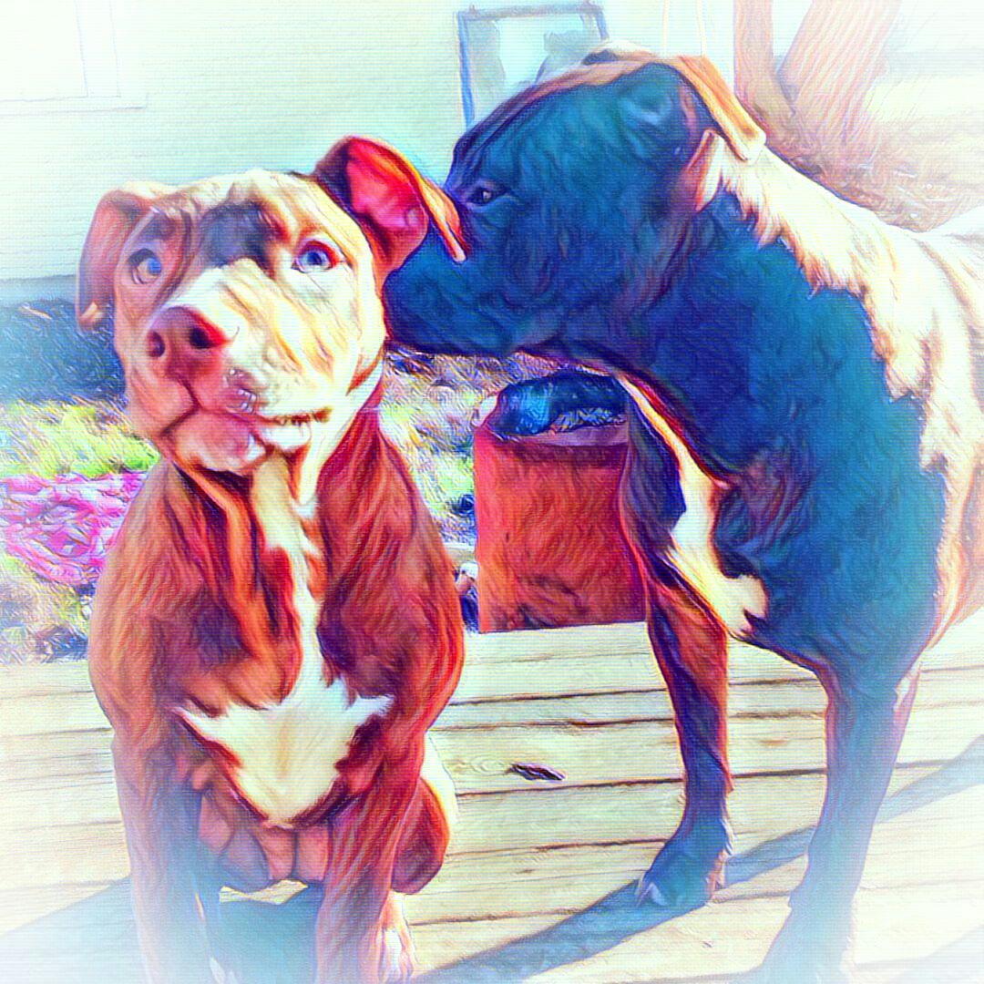 The #pitties in #watercolor #faedemun #roxypharrell